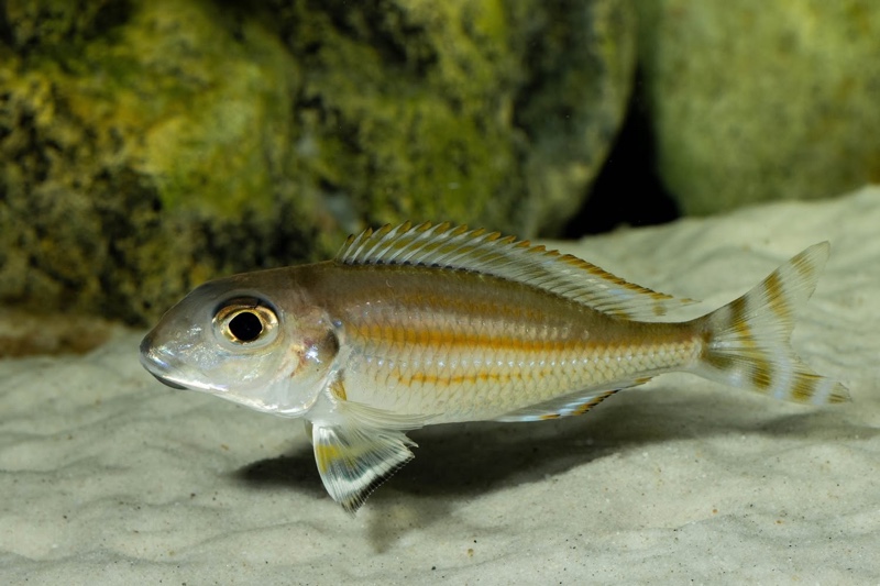 Xenotilapia caudafasciata